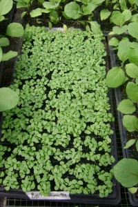 Basil