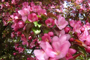 Honey Bee in Crab Apple Tree