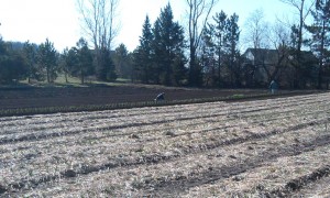 Planting Onions