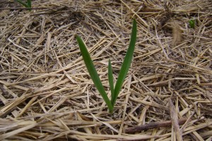garlic plant