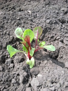Swiss Chard Plant