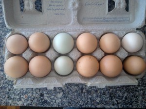 Eggs compact