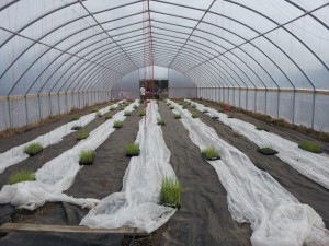 Cozy Hoop House