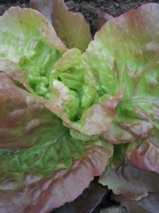 Red Cross Lettuce