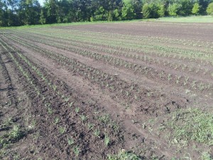 onion field