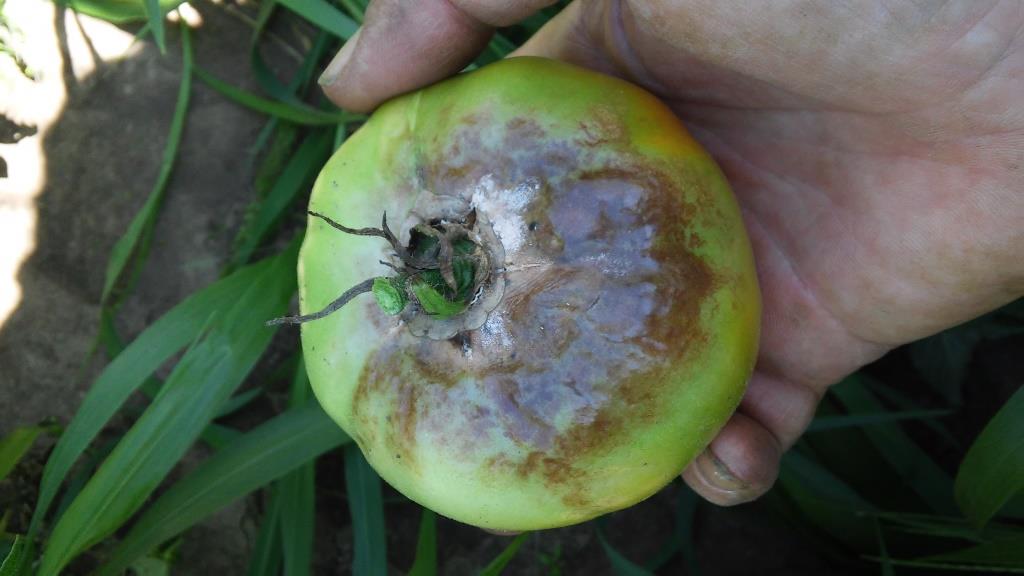 Spore Wars - Fresh Earth Farms - CSA